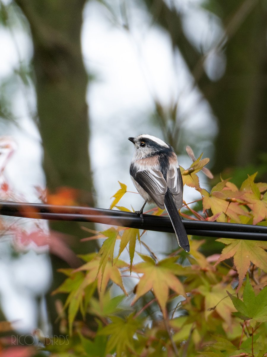 八ヶ岳南麓ではほんのり秋色になってきました
#エナガ #野鳥 #野鳥撮影