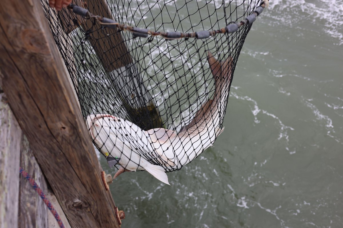 jennettespierob's tweet image. So far, one RED #DRUM catch and release. Otherwise, #ocean water temp 70 degrees and NE winds at 16 knots. Some of the anglers in the Outer Banks Association of  Realtors #OBAR fishing tournament are on the pier this morning. Low tide 10:40 a.m. High tide 4:57 p.m.