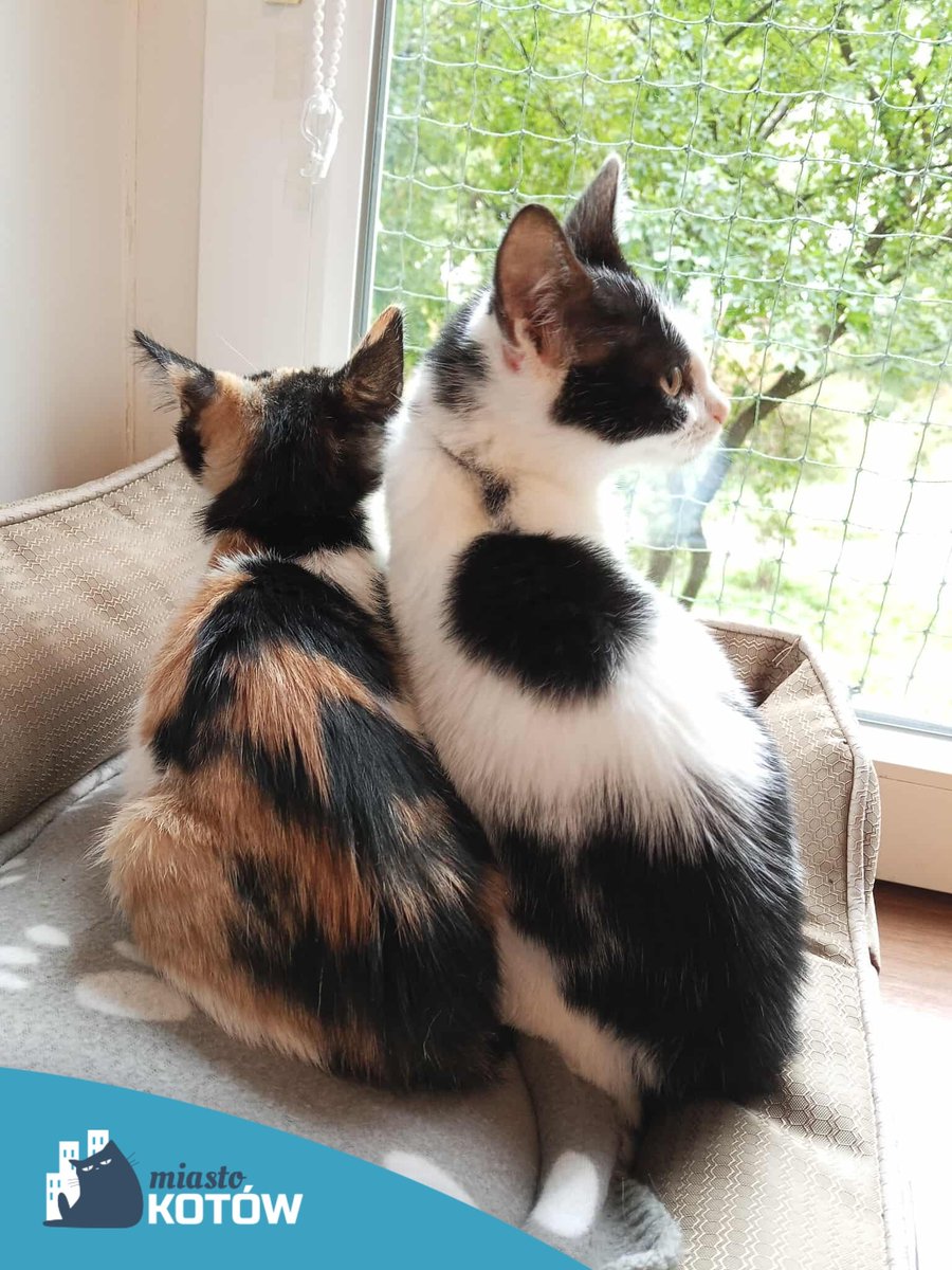 𝗣𝗼𝗱𝗮𝗿𝘂𝗷 𝗗𝗼𝗺 𝗠𝗶𝗲𝘀𝘇𝗰𝘇𝘂𝗰𝗵𝗼𝘄𝗶 🏠

Dach nad głową i pełna miska. Głaski trzy razy dziennie, opieka lekarska i czysta kuweta. Pomóżcie zapłacić za azyl, wpłacając na Blik 790 791 314.

Emi - Wiola 602 260 676
Rodi - Lidia 504 579 853