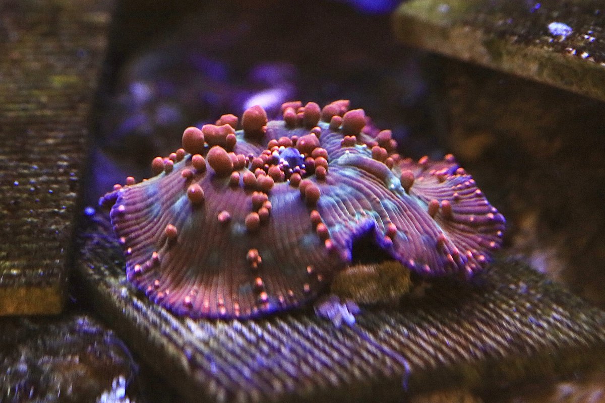 コ熊‼️ こーこ (@kk_aquarium00) / Posts / X