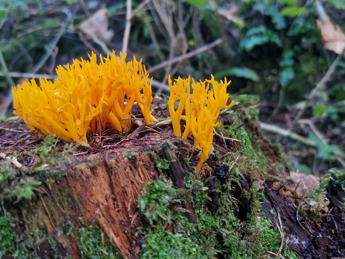 Wales Nature Week /Wythnos Natur Cymru tweet media