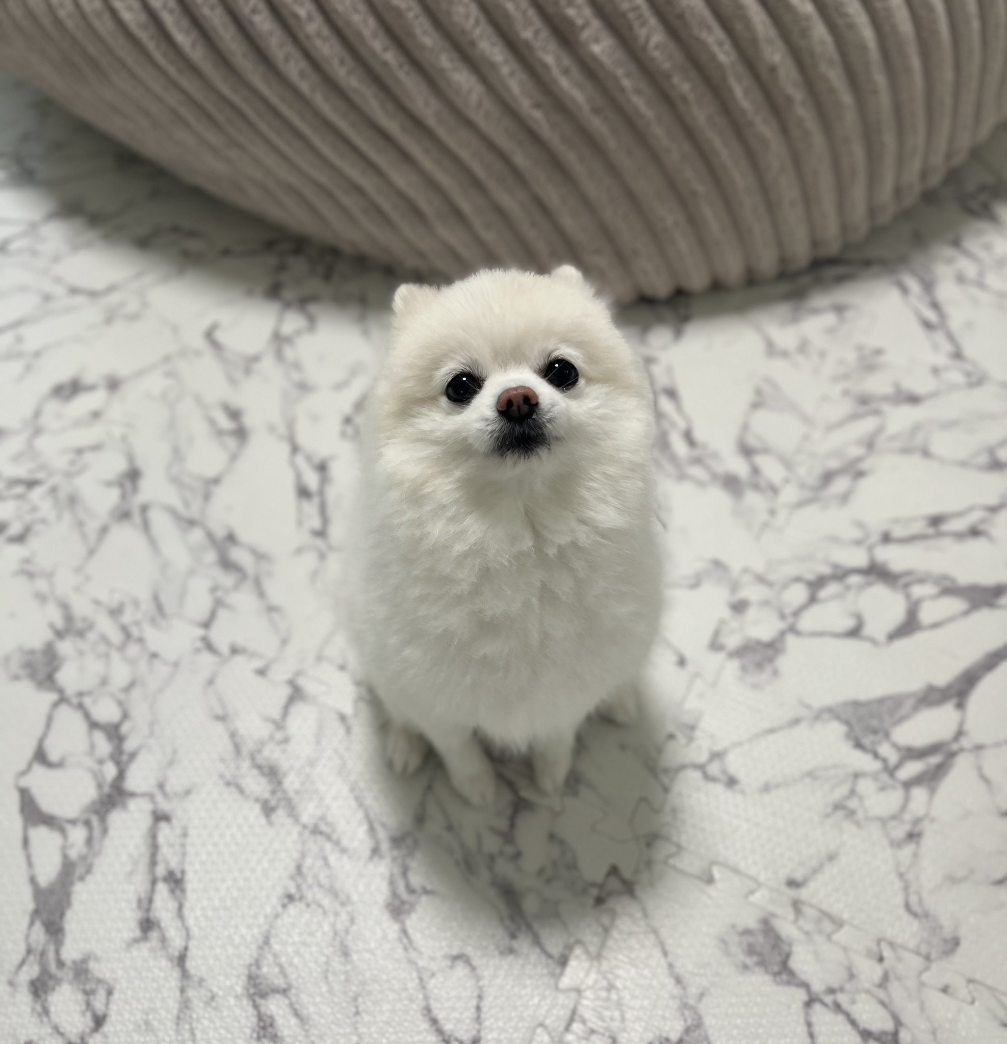 愛犬はボクちゃん 信号待ち 4. Ponchan “I didn't know there was a button to