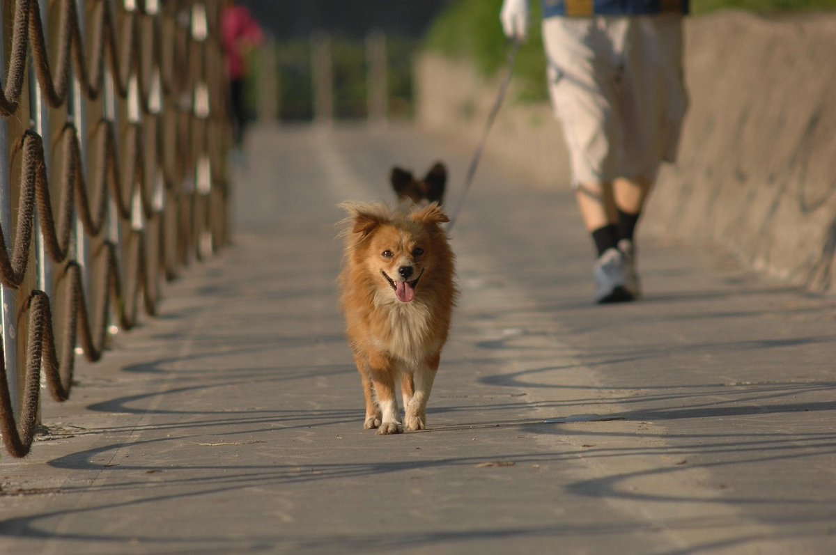 October brings Walk Your Dog Week + Pet Obesity Awareness Month—the perfect reminder that daily walks keep pets healthy, mobile, and fit. Read the latest #VetStem blog to learn how walking and #stemcells keep pets comfortable and happy! blog.vetstem.com/walk-your-dog-…