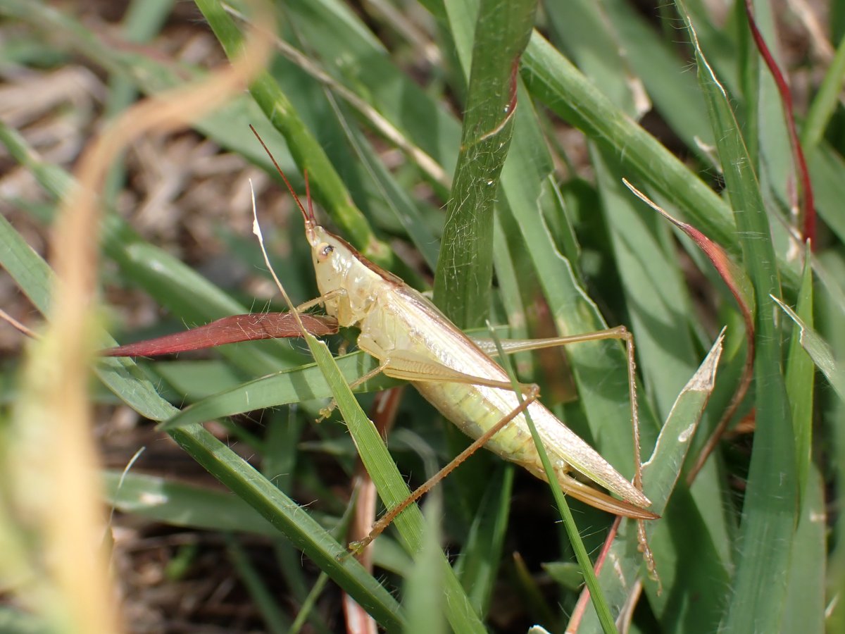 ウスイロササキリの褐色型初めて見た。