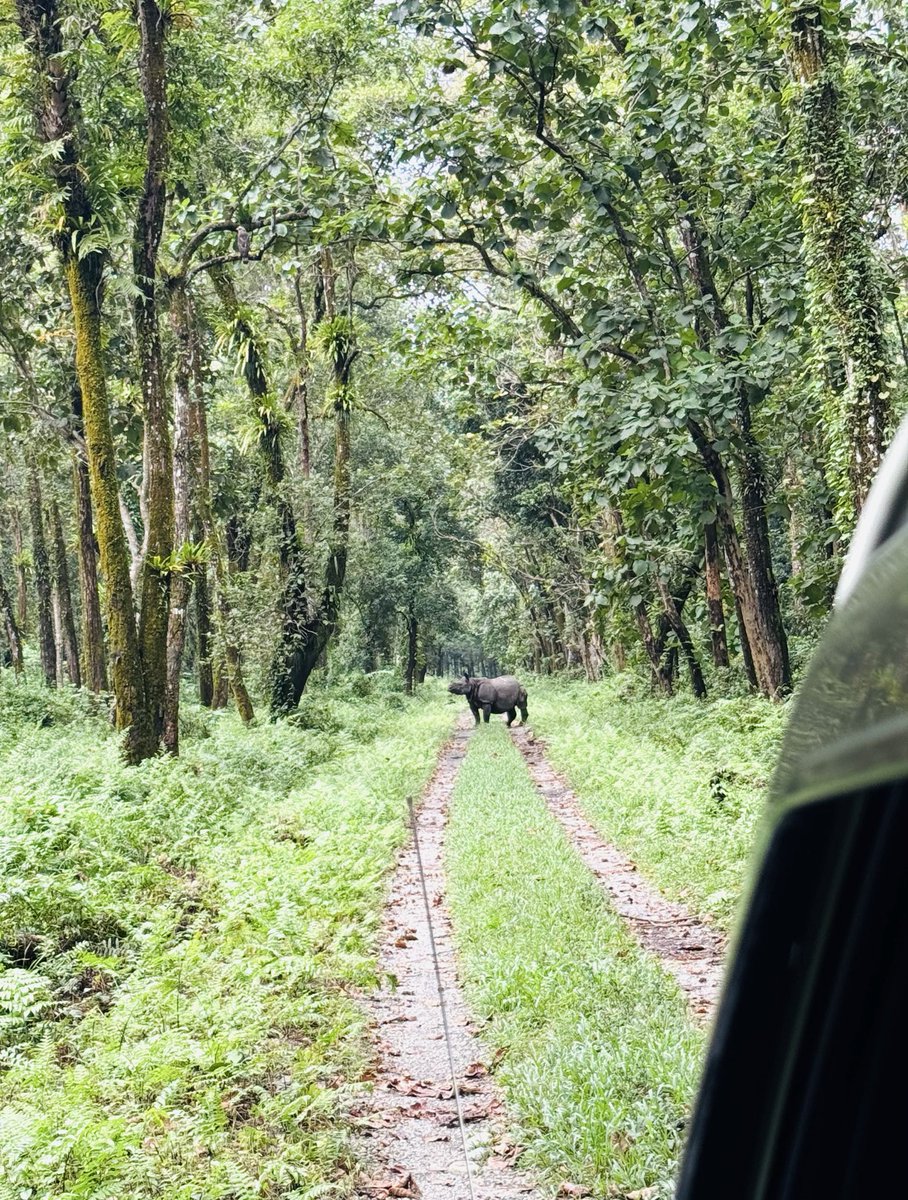 My road, my rules. Rhinoceros unicornis.