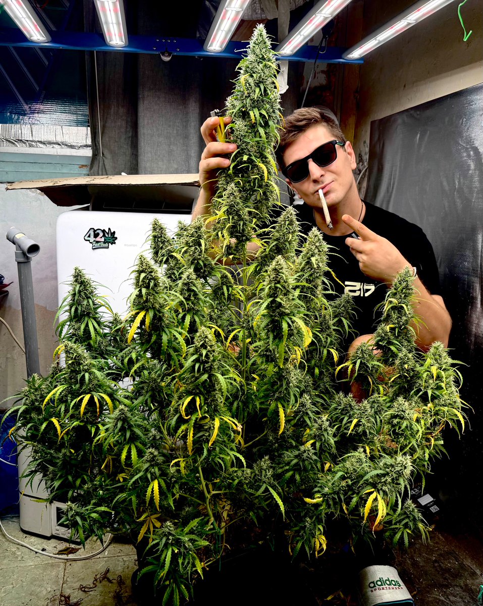 💨4⃣2⃣0⃣ HIGH GIVEAWAY💨
NEW LOGO SOCKS + TEXTIL POT+T-Shirt
10 seeds of your choice
You know what to do:
• Follow fast_buds
• Tag 3 friends
• Like + Retweet We will announce the winners next week! Good luck!🤞
Get 15% OFF with the code TWITTER
Gorilla Z Auto by fattestbuds