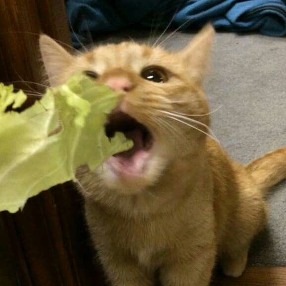 แมวส้มชอบกิมผัก🐱🥬🥢