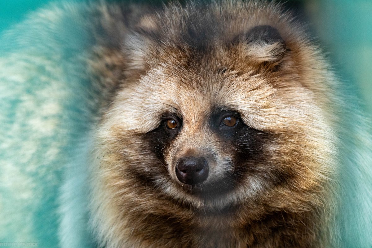 剥製たぬき❤️ Yahoo!オークション - A3 たぬき 狸 置物 剥製 オブジェ 飾り 高さ約55