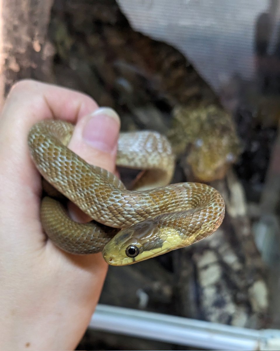 mate_tree's tweet image. 浜松町とんぶり25
お品書きその4  クスシヘビ
去年のと今年のと少しです
何が良いのか分からない！だがそれが良い！とか露伴風にもっともらしいようなそれっぽいような事言えば凄みが出て売れるでしょうか！
国産CBは少ないです！だから何だってんだとしか言いようがないヨーロッパナメラ！
3万5千円！