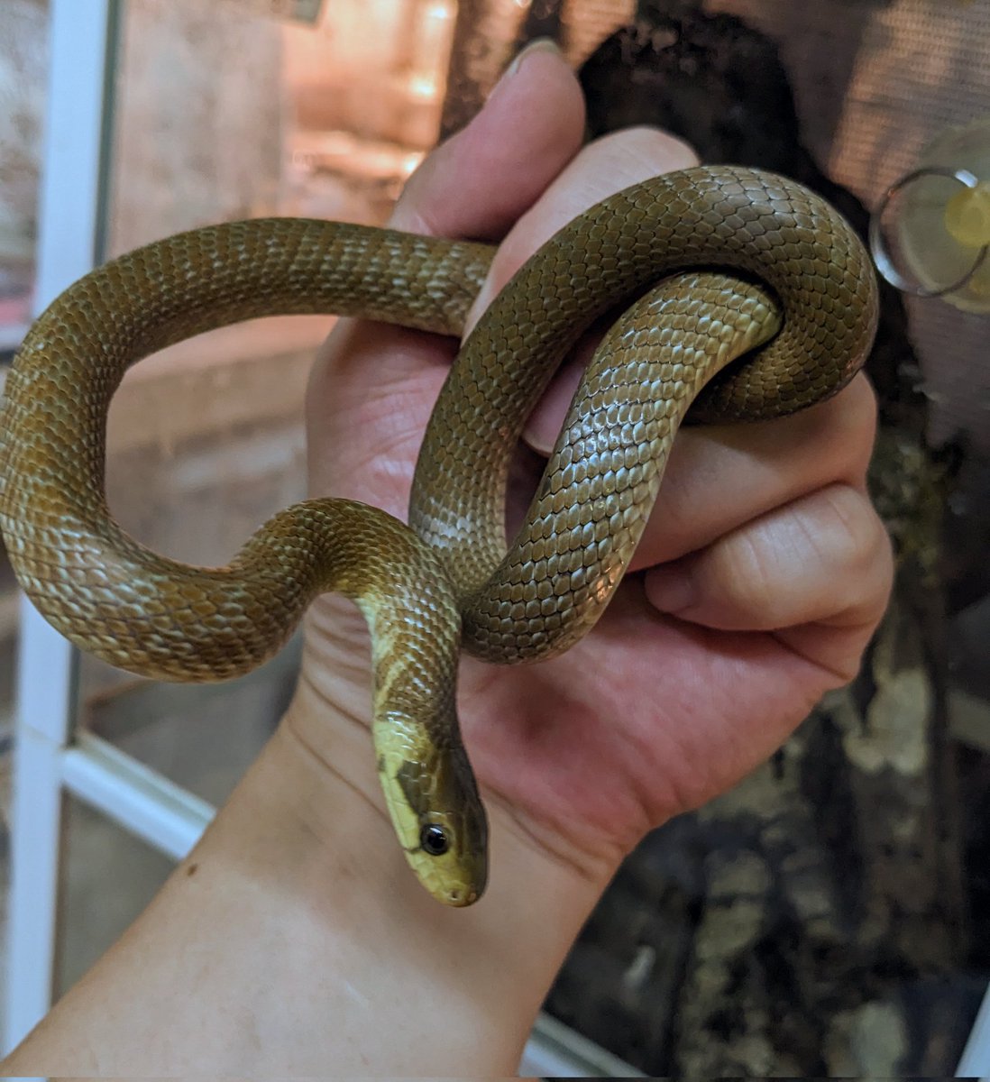 mate_tree's tweet image. 浜松町とんぶり25
お品書きその4  クスシヘビ
去年のと今年のと少しです
何が良いのか分からない！だがそれが良い！とか露伴風にもっともらしいようなそれっぽいような事言えば凄みが出て売れるでしょうか！
国産CBは少ないです！だから何だってんだとしか言いようがないヨーロッパナメラ！
3万5千円！