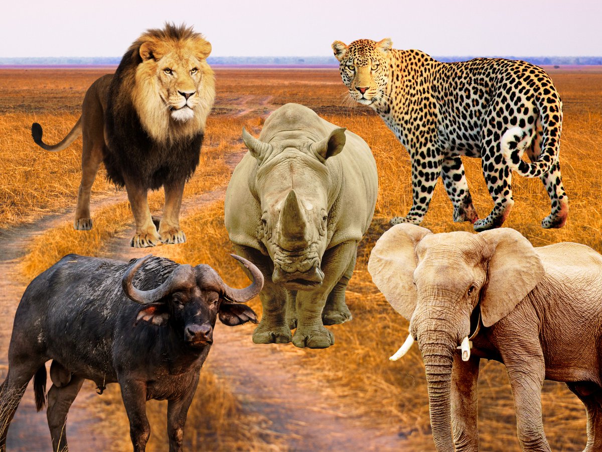 myrtleSC1's tweet image. I still don&apos;t like the term &apos;The Big Five&apos; 
It refers to trophy hunting still going on in Africa  #wildearth