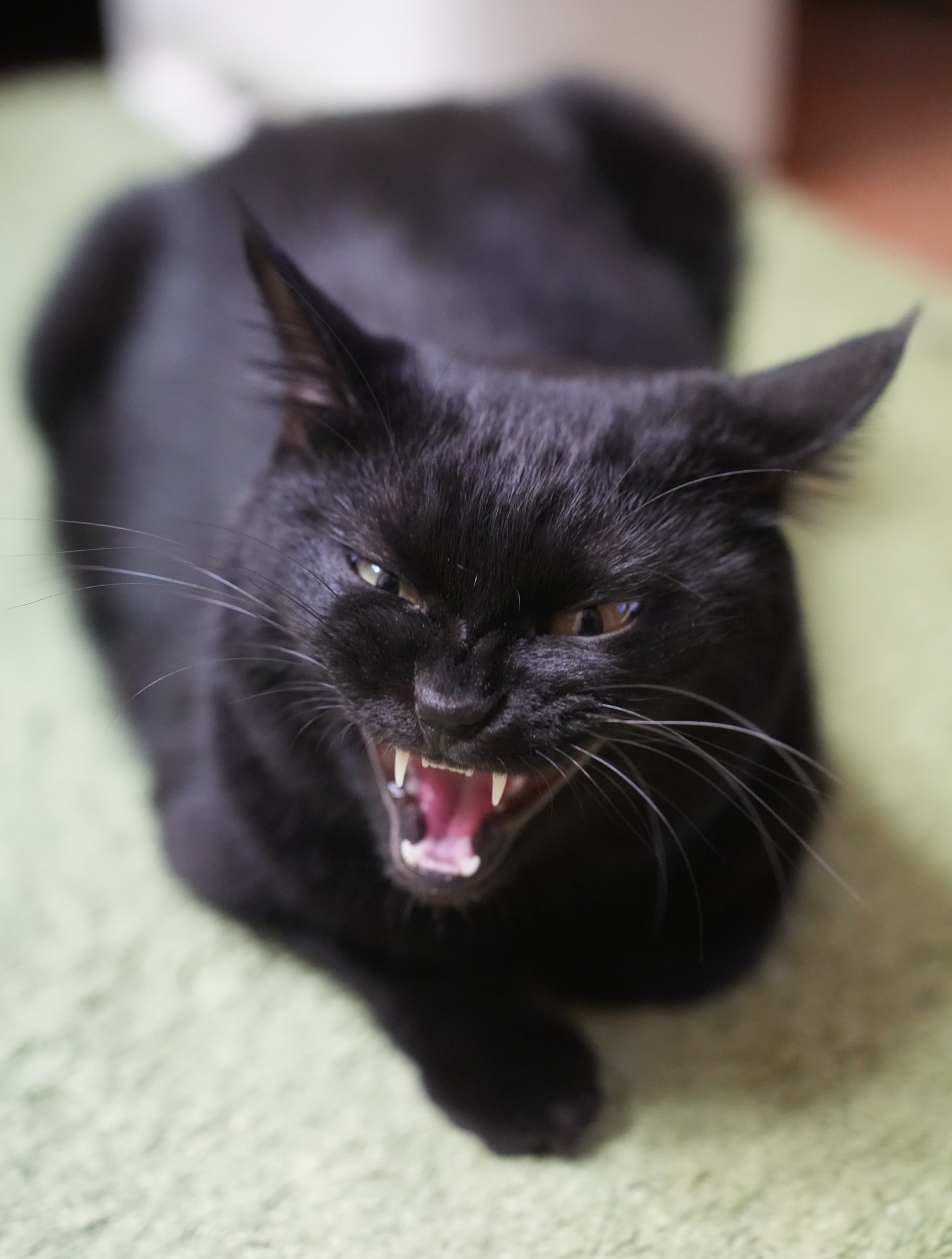 くろねこ＊ページ 黒猫杯q - Cerca / X