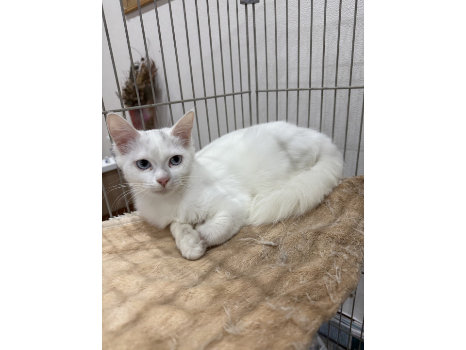 ネコ　大阪 こんにちは！大阪店のネコです🐱 #R1300RS 入庫しました！ 大阪