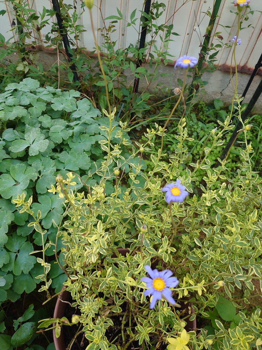 秋のお庭は日陰エリアも賑やかです✨️
葉の色もツヤツヤですくすく成長中
これから冬に向かうのに…
大丈夫かと…ちょっと心配💦
とりあえず経過観察！

#ガーデニング
#TLを花でいっぱいにしよう