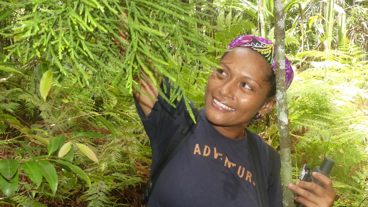 OfficialZSL's tweet image. 🌿 “Protecting this tree isn’t just about saving a species, it’s about restoring an entire ecosystem.”

In Fiji’s Nausori Highlands, EDGE Fellow Ana Tibinaliva Lutua is protecting a rare conifer through science and community-led action.

#HumansOfZSL