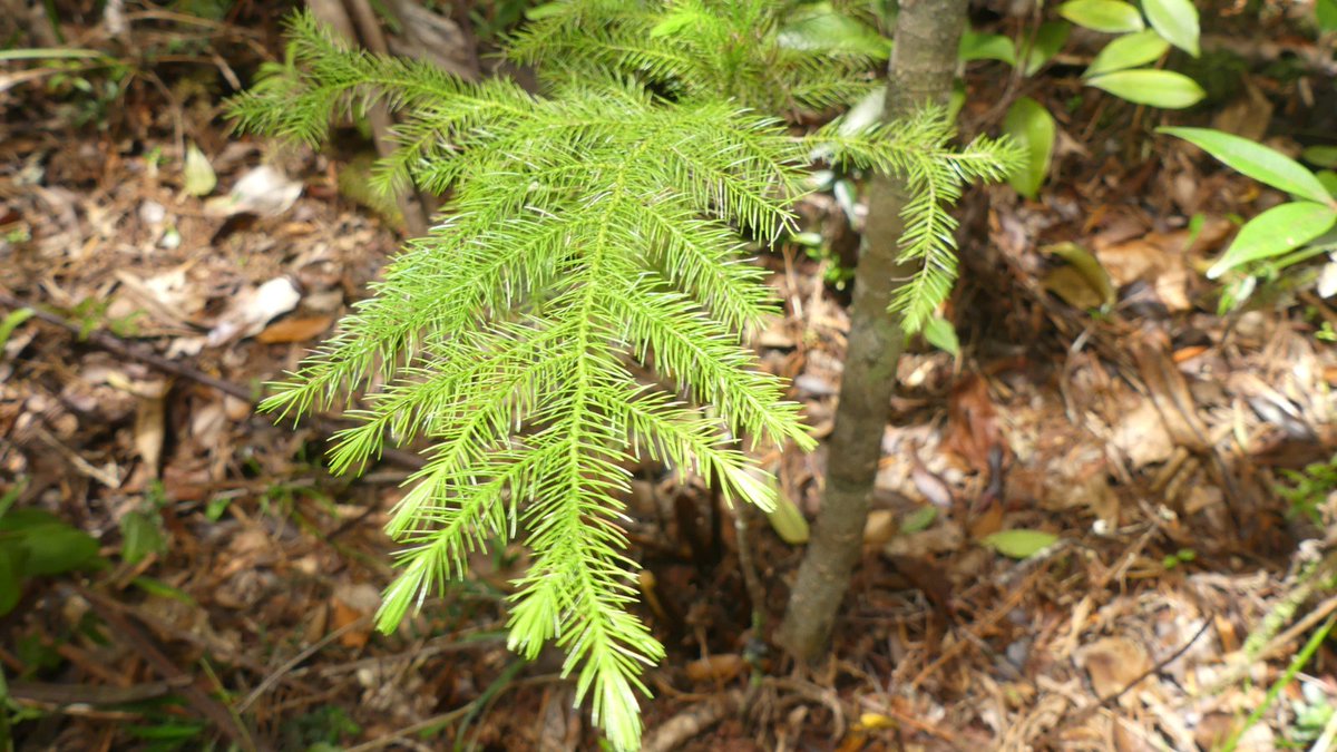 OfficialZSL's tweet image. 🌿 “Protecting this tree isn’t just about saving a species, it’s about restoring an entire ecosystem.”

In Fiji’s Nausori Highlands, EDGE Fellow Ana Tibinaliva Lutua is protecting a rare conifer through science and community-led action.

#HumansOfZSL