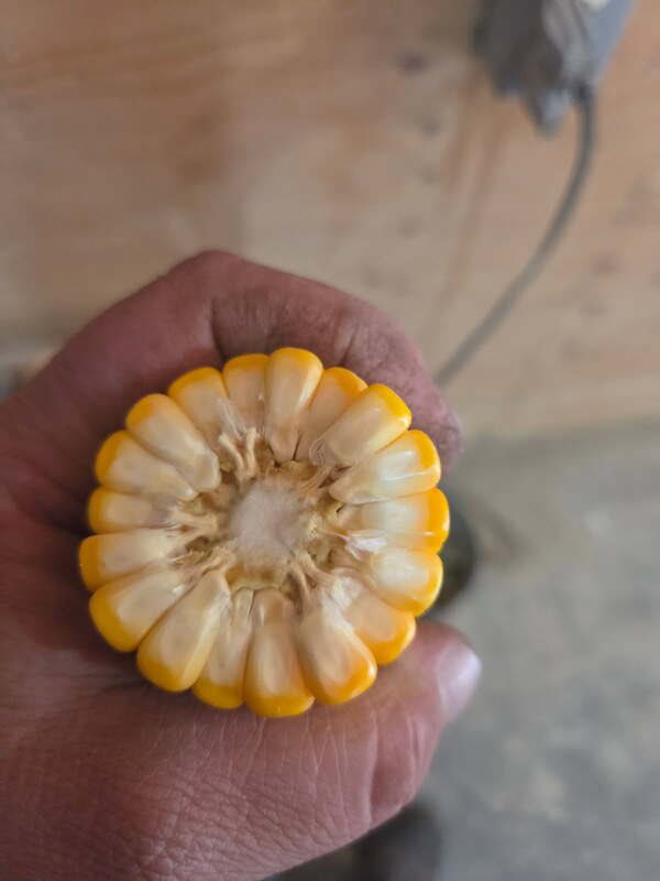 New: TH4678 RR is a tall round up ready variety from Thunder Seed that is available for 2026.
This variety has tremendous height to it and fantastic tonnage potential.
Corn Borer version also available!
stampseeds.com/blog/th4678rr-…