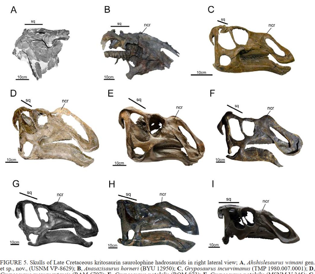 ＝＝＝＝＝＝＝＝＝＝＝＝＝＝＝＝＝＝＝
新種のカモノハシ恐竜が明かす恐竜地理学‼️
白亜紀の北米大陸、南と北では世界が違った⁉️🦖
#論文解説 #恐竜
＝＝＝＝＝＝＝＝＝＝＝＝＝＝＝＝＝＝＝
彼らは白亜紀後期に最も繁栄した植物食恐竜グループ、ハドロサウルス類。