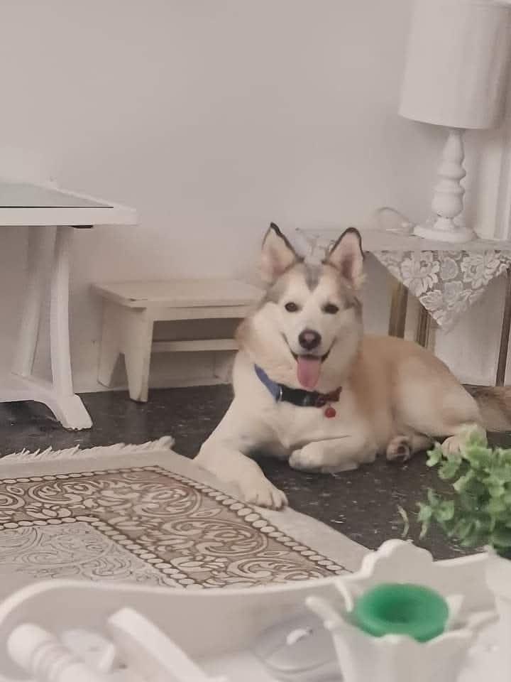 Waiting patiently for dinner... or a walk. Probably both.✨