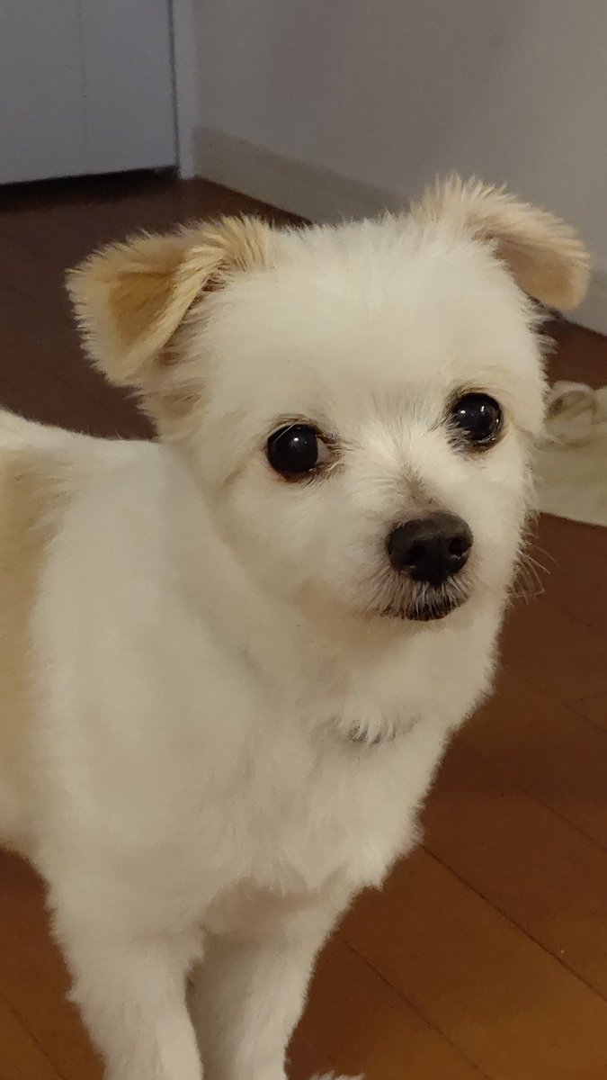 doctoryop55's tweet photo. 愛犬アンディー君が今日亡くなりました。１８歳でした。最後は半年ほど要介護でしたが頑張りました。共に生きた時間は家族と共に忘れません。ありがとう、さよなら👋天国でたくさんご飯食べて走り回って下さい！ https://t.co/eGaaqXj5Bo