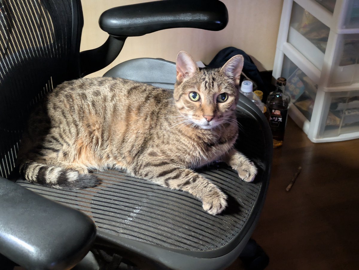 mujin_fuga's tweet image. 今年の夏は写真左の子が食欲が無くて1キロ痩せました。
今はそれ以前の体重に戻って一安心です。
あ、右はいつもの動物病院の受付嬢様です