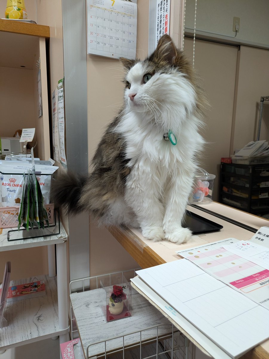 mujin_fuga's tweet image. 今年の夏は写真左の子が食欲が無くて1キロ痩せました。
今はそれ以前の体重に戻って一安心です。
あ、右はいつもの動物病院の受付嬢様です
