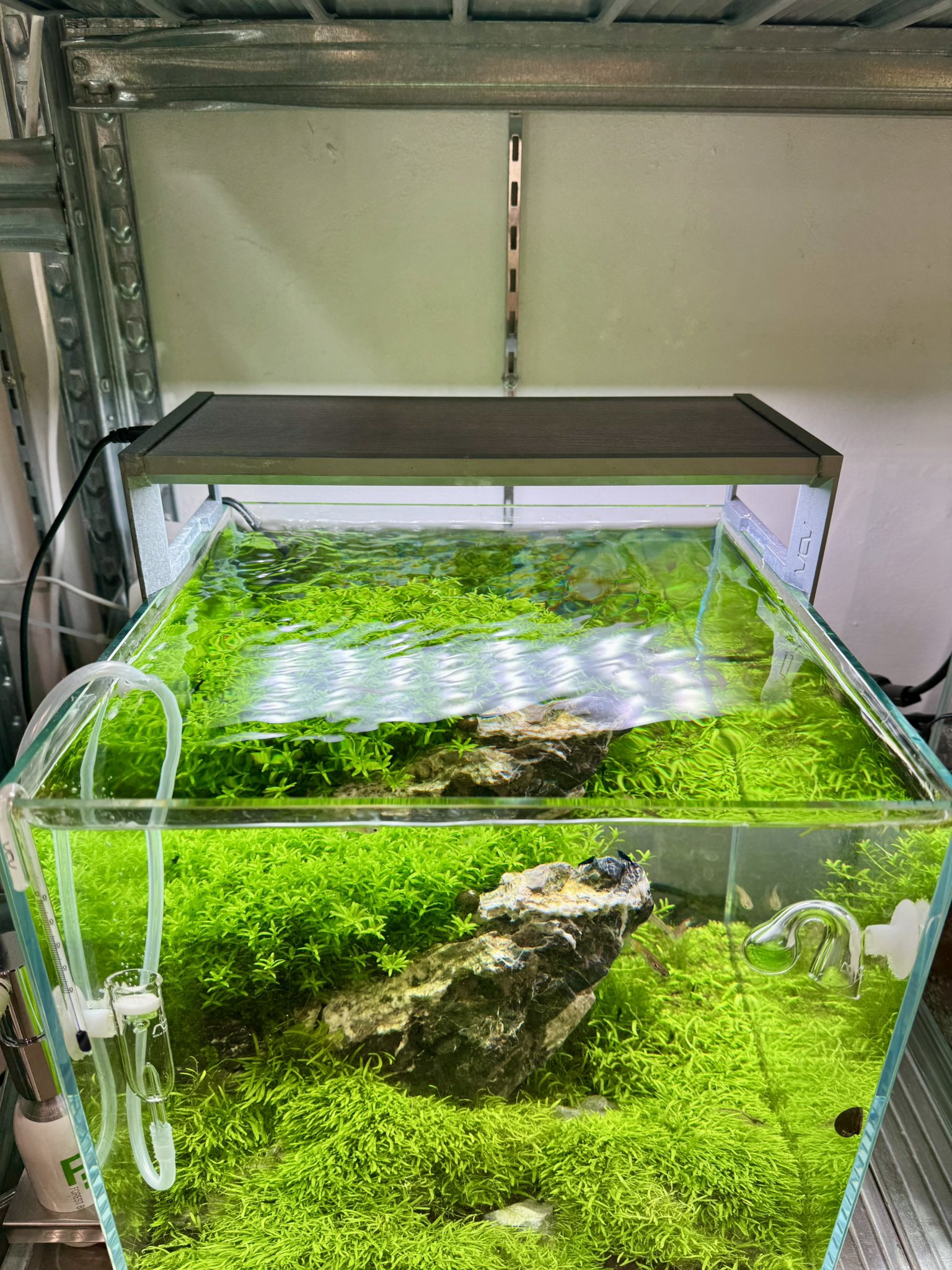 あかだまちゃん (@nakayamachiyomi) / X