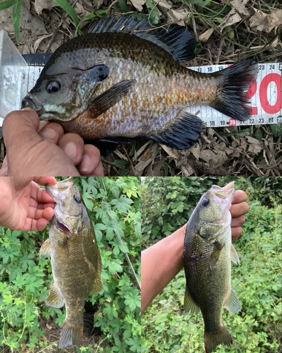 気分を変えてKN川スタート〜

36・32×2の3本のみ…KK川へ移動！

数は釣れるがサイズが出ず、30upは2本のみで終了〜

合計16尾　巨ギル1尾ww

以上！

#ヘビダン
#スパテラ
#ギル22cm
#今期674尾目