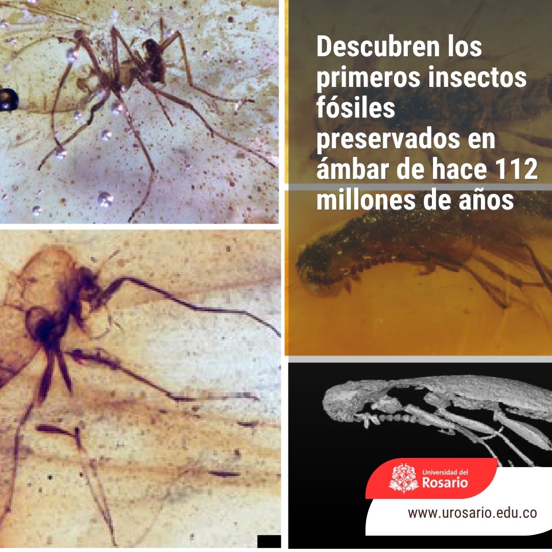 URosario tweet media