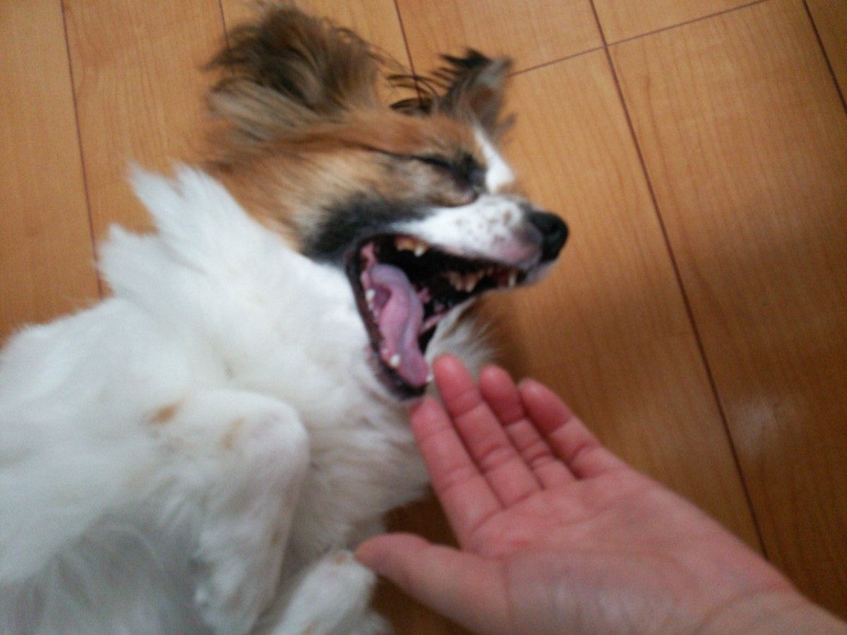 🐶寝転んではしゃいでますイッヌ
2016🐾
⭐️今日も一日お疲れ様でした🌙
おやすみなさいぬん🛌💤