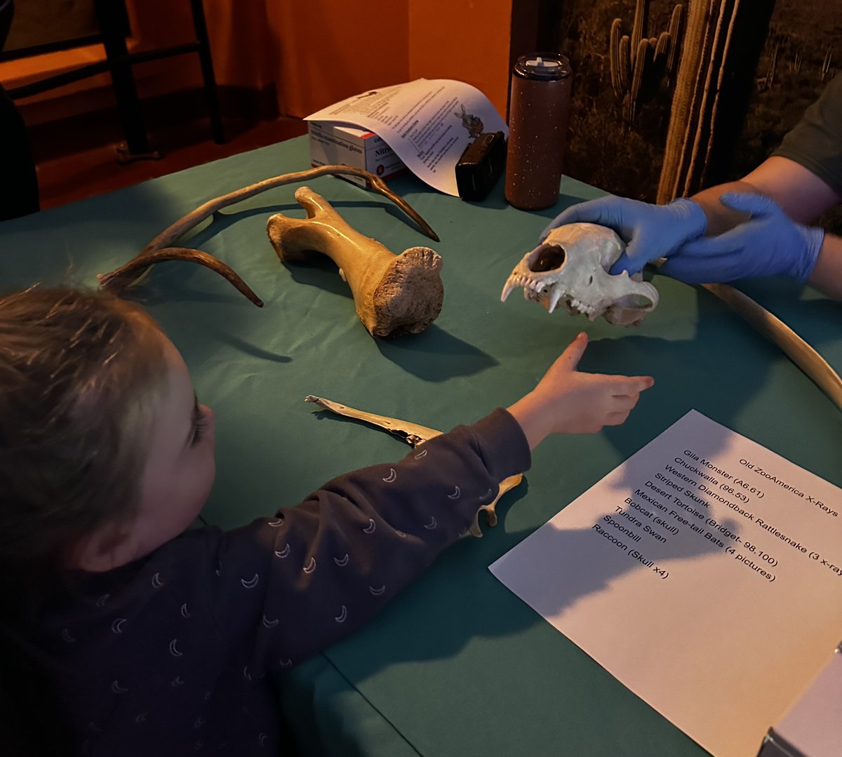 Creatures Of The Night at #ZooAmerica returns tonight and runs every Fri. &amp; Sat. from 6-9pm through Nov. 1 🎃🔦 

This is the ONLY time of year the Zoo is open after dark, with new themed activities included with a #HersheyparkHalloween ticket: bit.ly/47V10iE