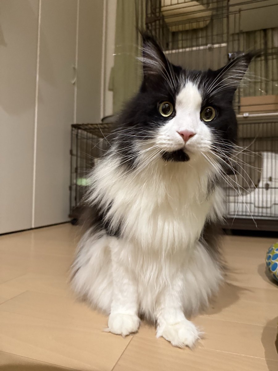 きじとらねこ64 on X: 