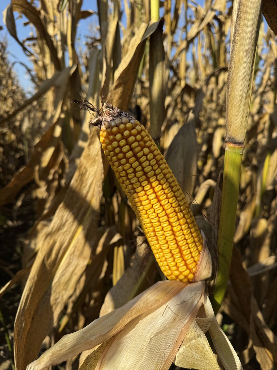 First farm was a disappointment. Made 135 across the scale. Was eyeballing it at 160ish

Bottom farm - drown out spots along creek killed averaged. Takes a lot of 200+ to even out those 0’s

Split shot urea, no fungicide. Corn standing good, testing 19-20%