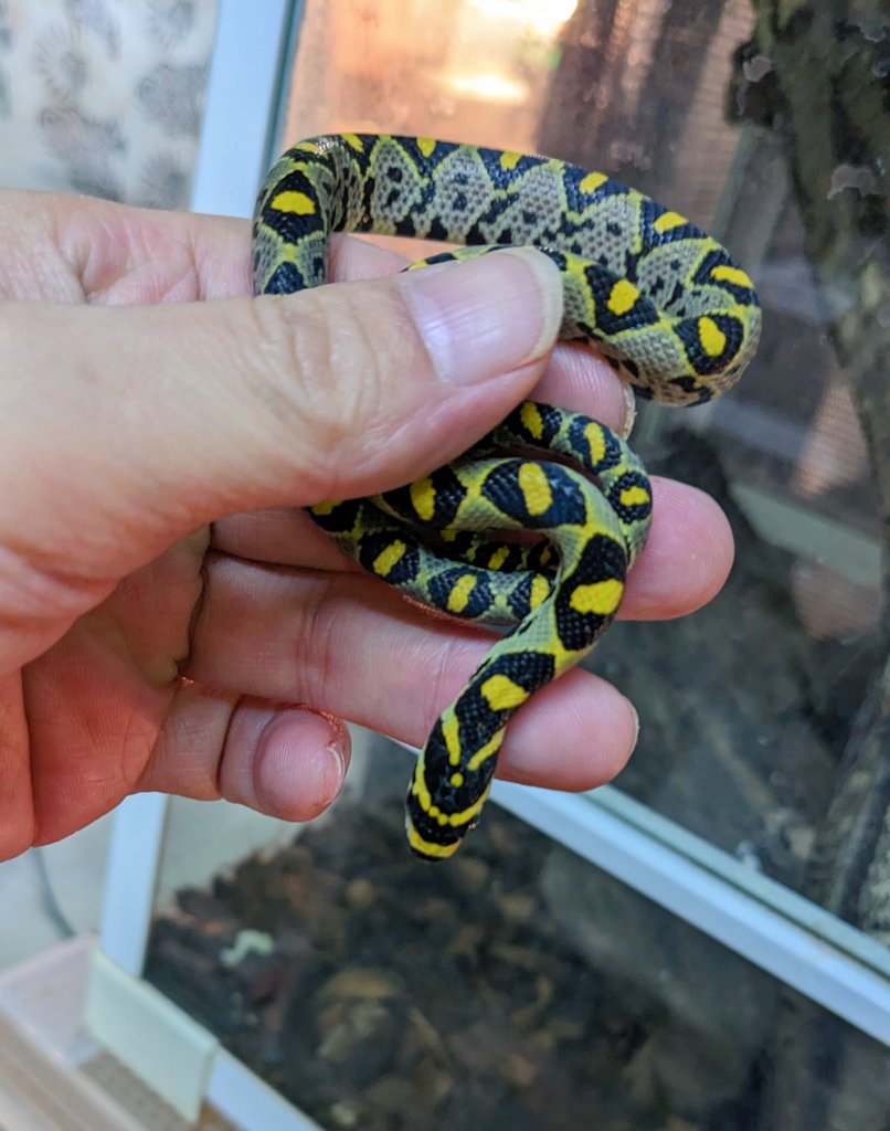 mate_tree's tweet image. 浜松町とんぶり市25
お品書き その5  タカサゴナメラ

もはやお家芸のマンダリンラット！
円筒型の体型のヘビは大好き💕
CBでも個体によりクセ強で神経質な事もままありますが、だからって飼えない事はない大丈夫よ。幼蛇は喰わずとも何回も脱皮する事もあります。強い！お勧め！
5万8千円！高いか？