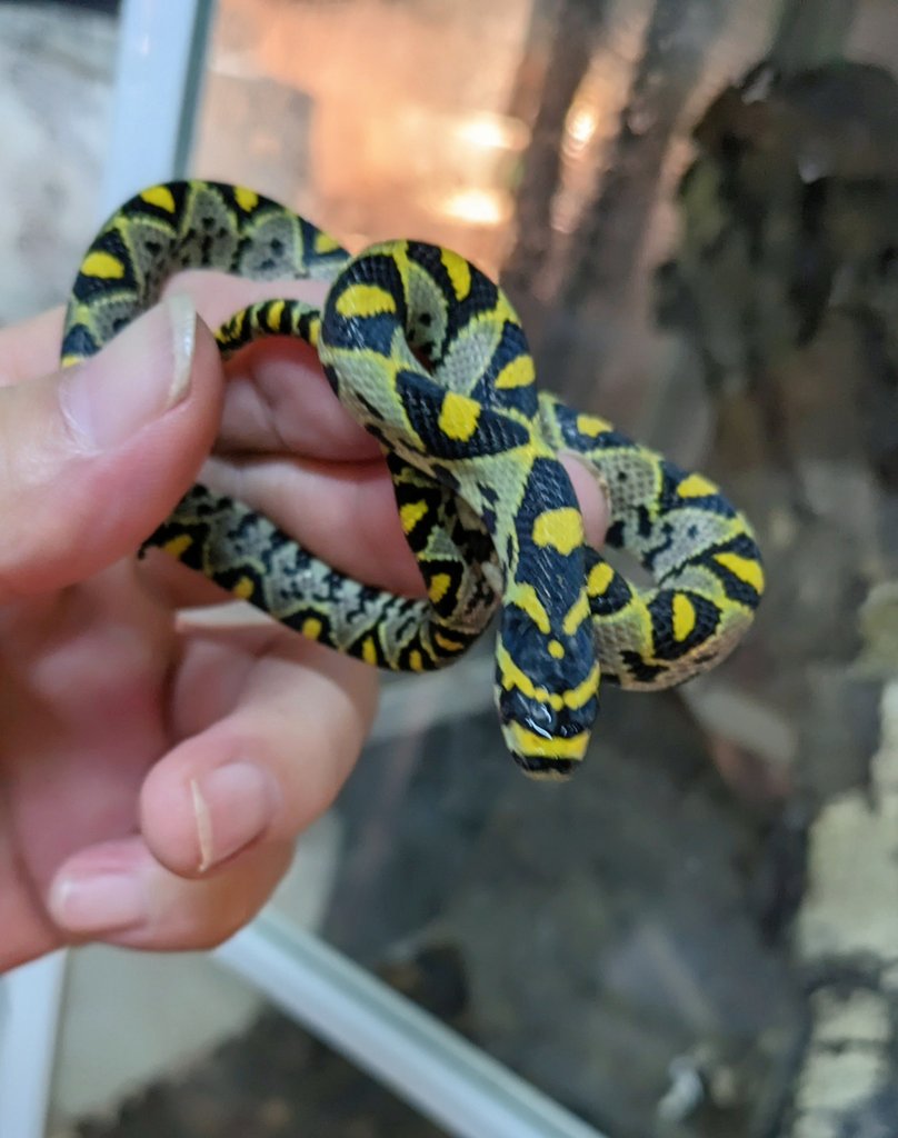 mate_tree's tweet image. 浜松町とんぶり市25
お品書き その5  タカサゴナメラ

もはやお家芸のマンダリンラット！
円筒型の体型のヘビは大好き💕
CBでも個体によりクセ強で神経質な事もままありますが、だからって飼えない事はない大丈夫よ。幼蛇は喰わずとも何回も脱皮する事もあります。強い！お勧め！
5万8千円！高いか？