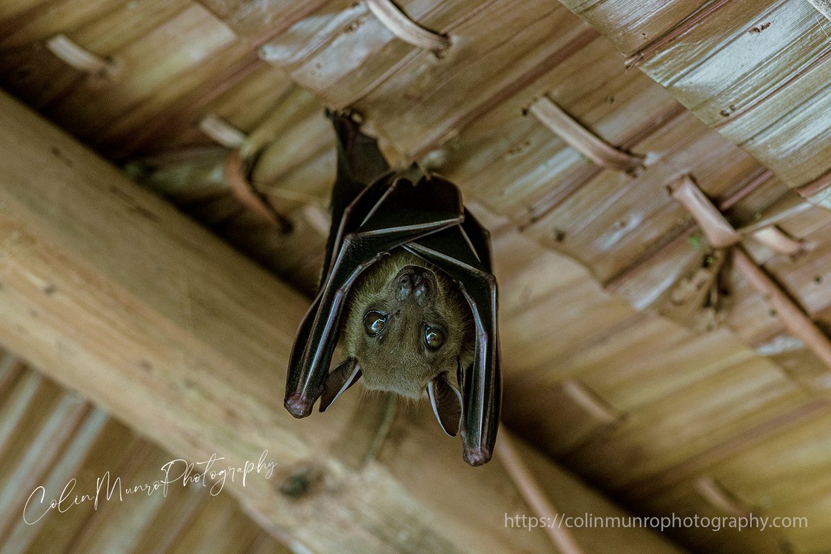 Latest blog.
'Uninvited lodgers'
I’ve just returned to Thailand after a couple of months working around the British Isles, and so it’s time to deal with all the pressing domestic issues that have piled up in my time away. Flat vehicle batteries had to be charged, and the brakes