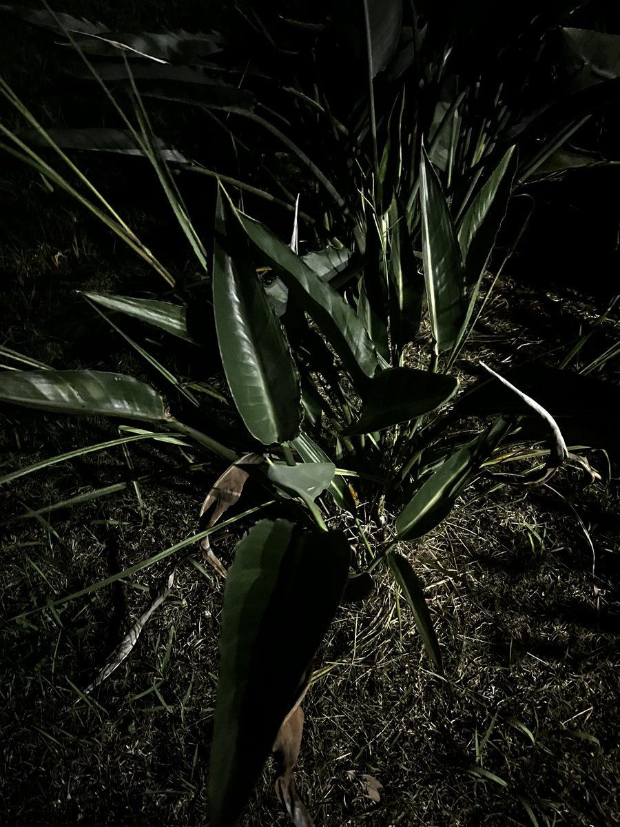 八丈島。

いい草🌱多数。