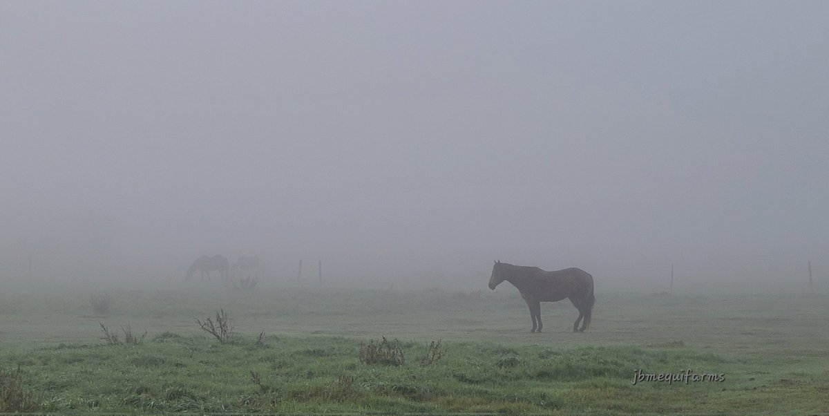 From Aurora to #fog this morning in #manitoba #mbwx #horses