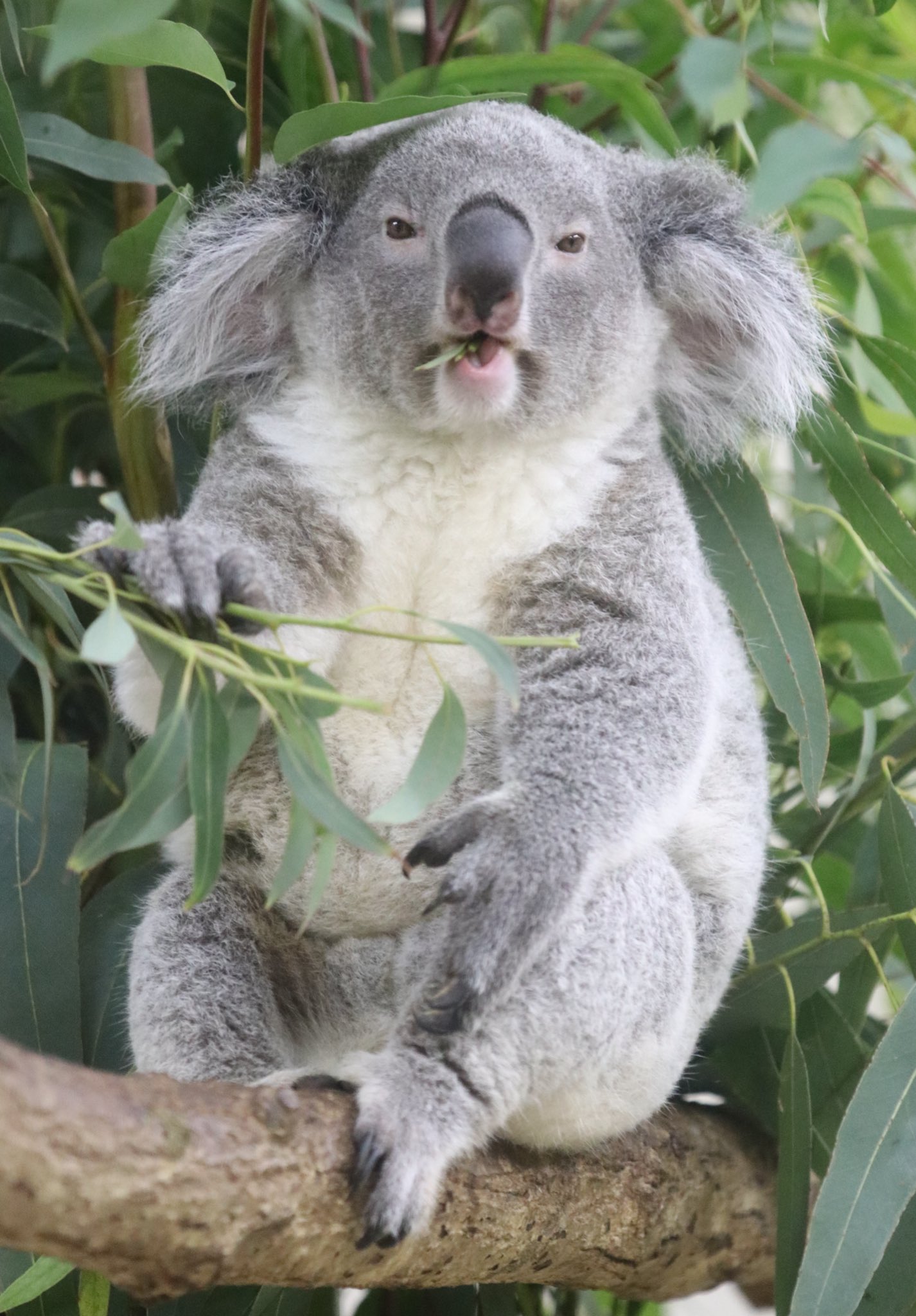 小動物の画像診断 小動物の画像診断