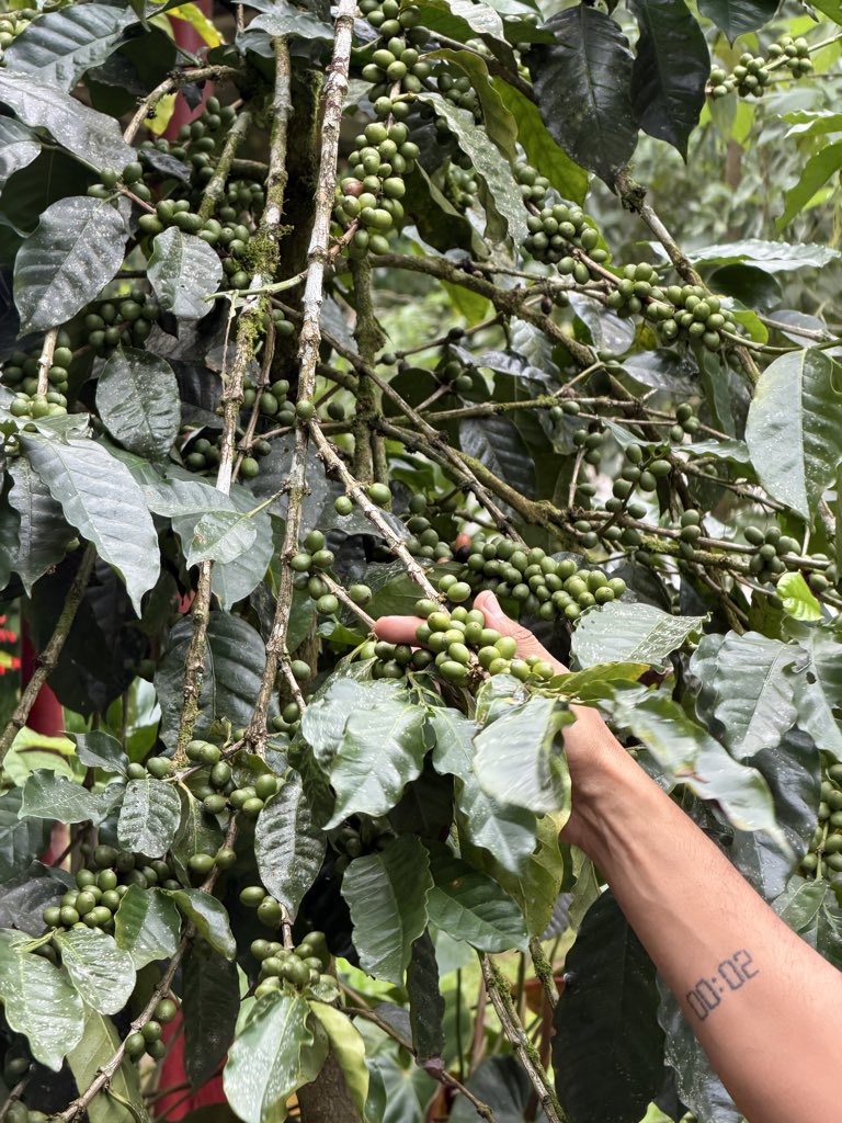 reporting to u from the colombian rainforest courtesy of starlink. everyone up here relies on starlink to stay connected, make payments and for tourist, so cool 😎