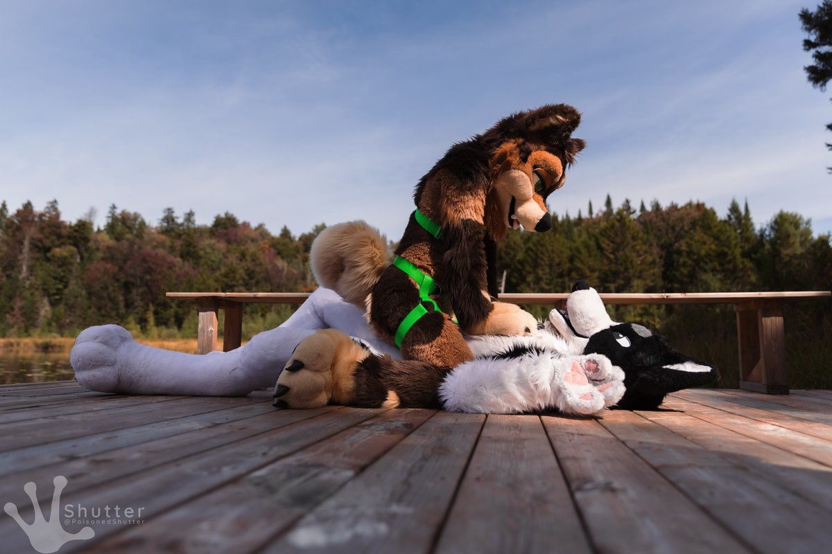SkylarShibe's tweet image. How to talk to tall dogs 😏 
📸 @PoisonedShutter  #FursuitFriday