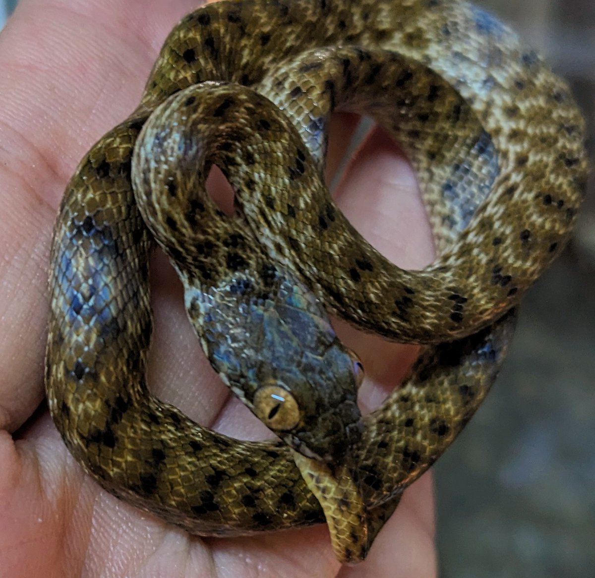 mate_tree's tweet image. 浜松町とんぶり市25
お品書きその6 ニビイロアリノハハ
いつもはゴノメですが今回はニビイロ
です！育成は同じですアリノハハヘビなんで！キャッツアイでちゃんと飼えるのはアリノハハぐらいじゃない？良き💛
イエロー系ですがニビの黄色はゴノメほど鮮やかじゃないですゆえに鈍色！
3万5千円！