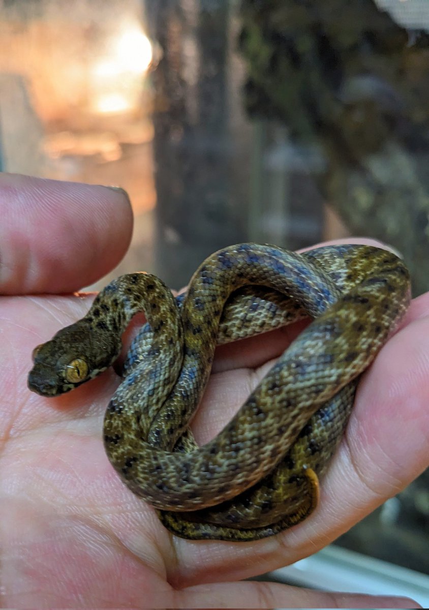 mate_tree's tweet image. 浜松町とんぶり市25
お品書きその6 ニビイロアリノハハ
いつもはゴノメですが今回はニビイロ
です！育成は同じですアリノハハヘビなんで！キャッツアイでちゃんと飼えるのはアリノハハぐらいじゃない？良き💛
イエロー系ですがニビの黄色はゴノメほど鮮やかじゃないですゆえに鈍色！
3万5千円！