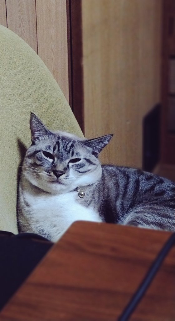 KareMomi's tweet photo. 秋の夜長 https://t.co/Fh08WfYzUP