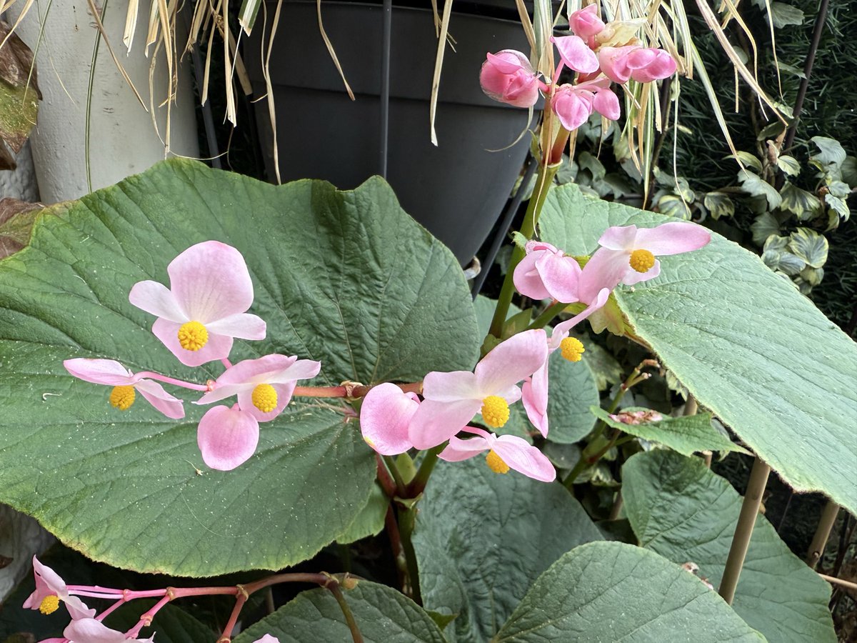 alaindelavie's tweet image. Floraison automnale de mon Bégonia ‘Torsa’ #balconfleuri #balcony #balcon #automne #Paris #fleursdesaison