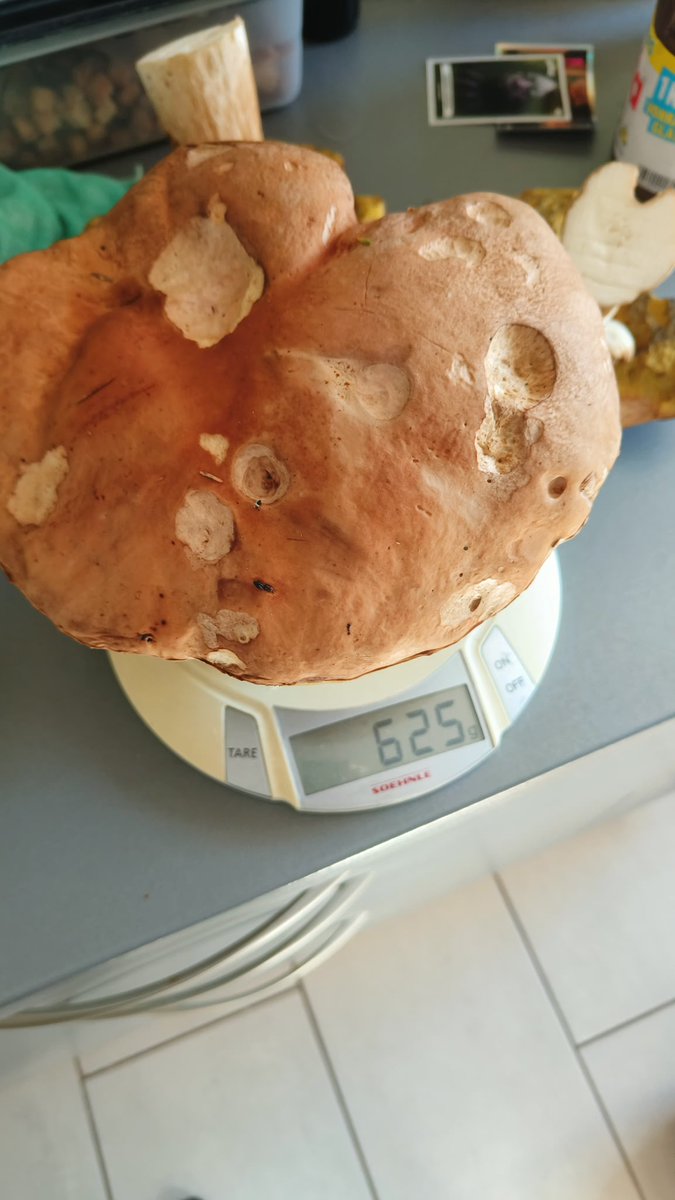 Yoda Kocbek (@jankokocbek) on Twitter photo 