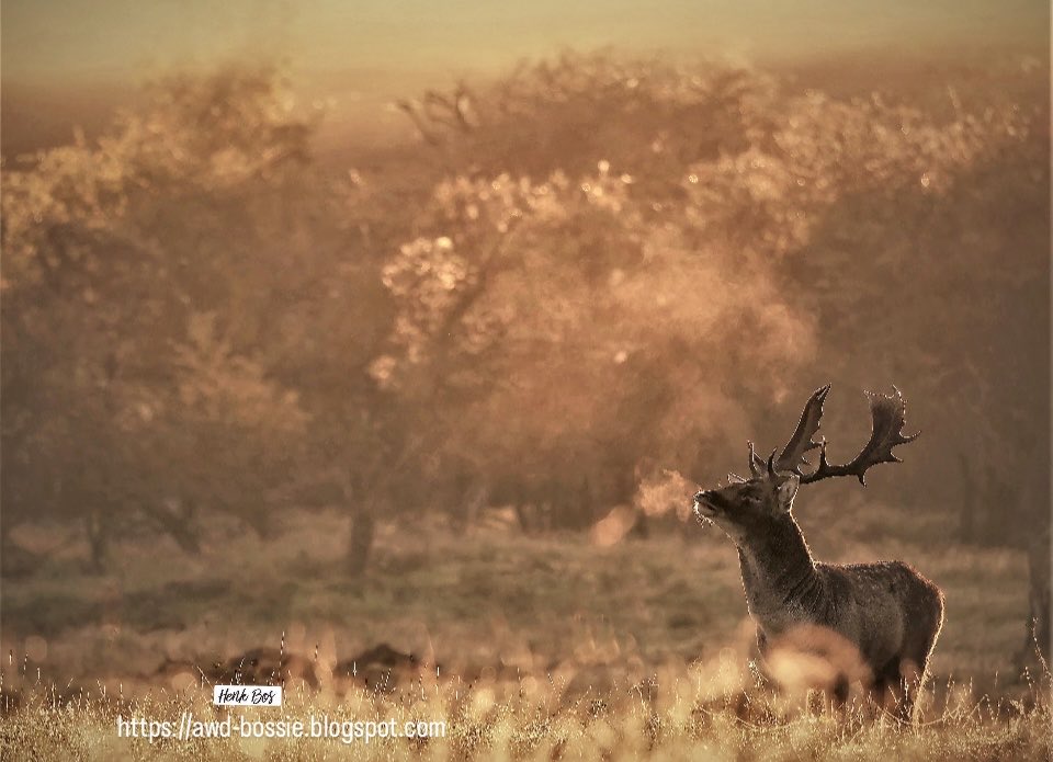 awdbossie's tweet photo. Amsterdamse Waterleidingduinen AWD (Bronst) Damherten 🍂
Het was vanmorgen mooi maar helaas niet zo mooi als op deze dag (foto archief)
#bronst #bronstperiode #damhert #awd #ochtendgloren #dageraad https://t.co/VKetu5NQg9