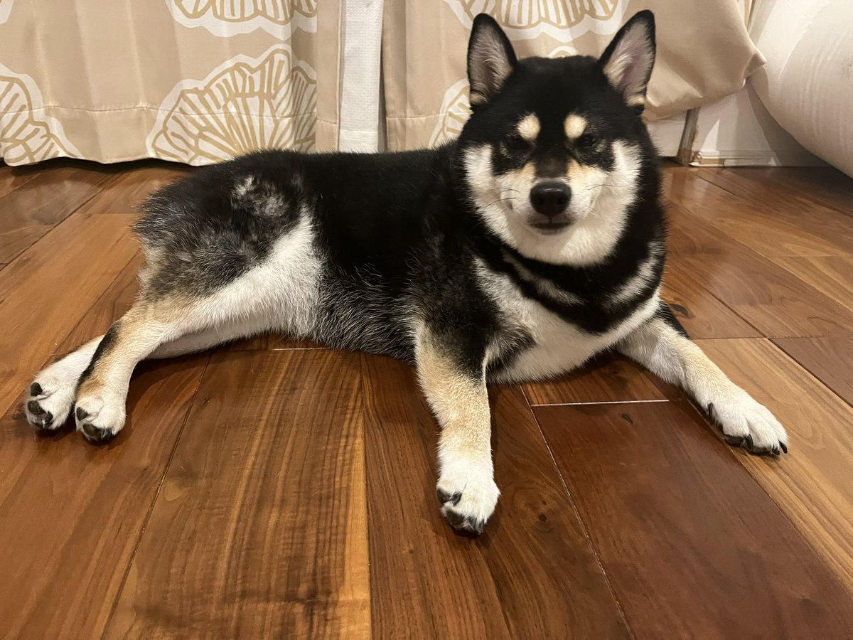 換毛期の間はどこかアンニュイな感じになる犬