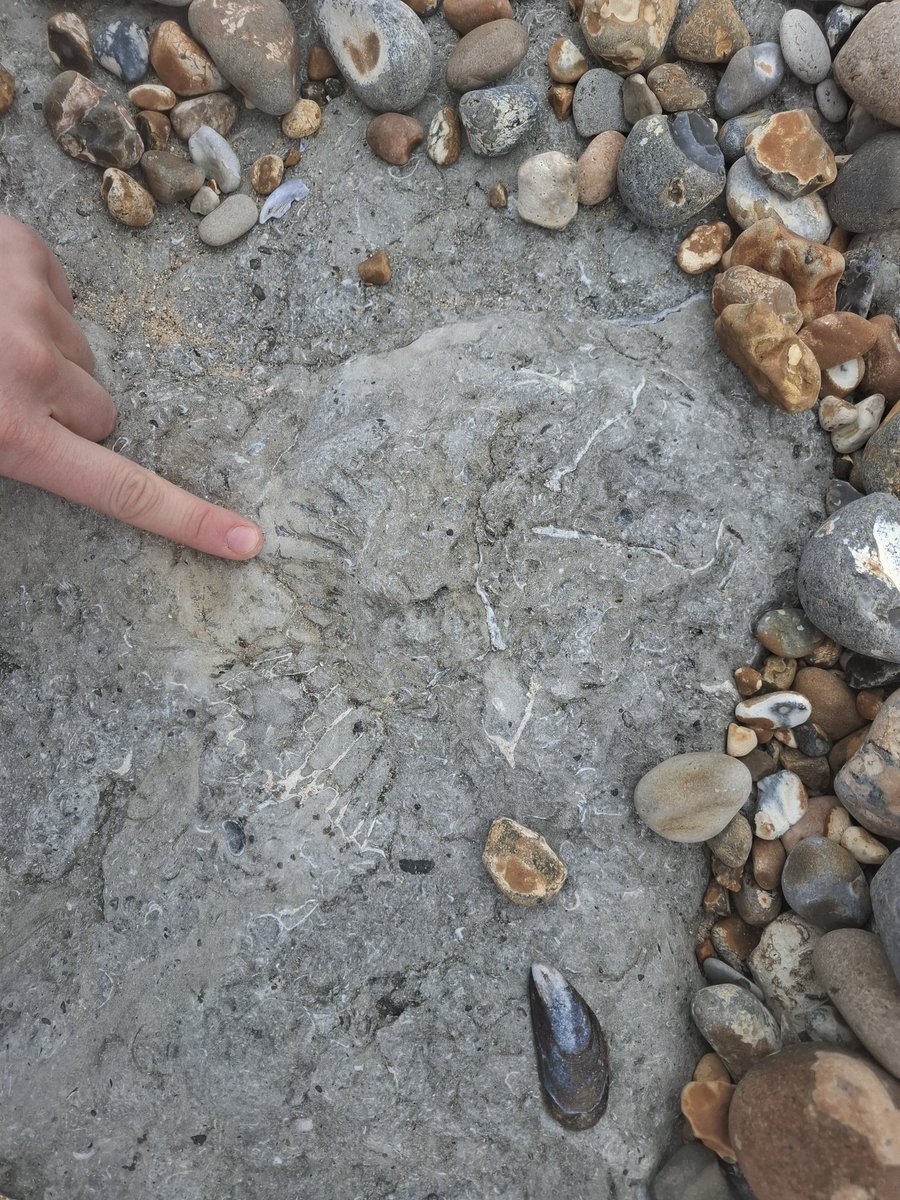 LyceeAuthie's tweet photo. Ce vendredi 3 octobre, les élèves de Terminale de Spé SVT sont allés faire de la géologie ⛰️ entre Boulogne et le Cap Gris Nez 🌊🪨👃
Ils ont pu reconstituer sur le terrain l'histoire géologique du Boulonnais, en étudiant les strates et les déformations visibles sur le littoral. https://t.co/QHLzwspoTq