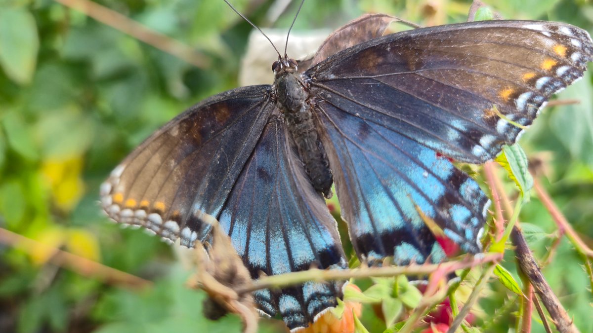 WanderSeekerYT's tweet image. My Quiet Companion 🦋
While picking raspberries, this fantastic butterfly followed me along the bushes 🫐🌿 Full experience + orchard vibes in my new video, live now 🎥✨
youtu.be/UrDLOU1PVfg?si…

#RaspberryPicking #ButterflyMoments #FallVibes #IndianaOrchards #ASMR